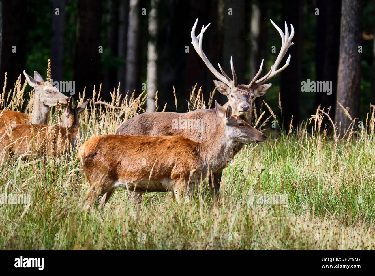 Il cervo (Cervus elaphus). Foto Stock