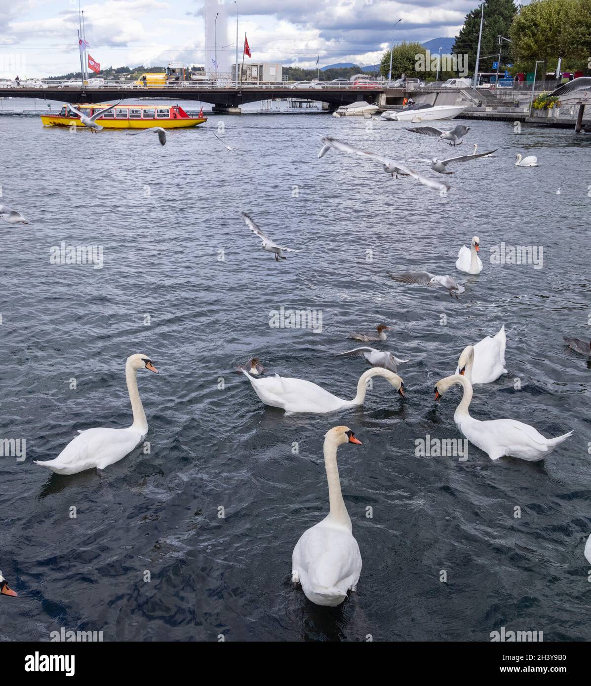 Cigni che combattono sul pane sul lago di Ginevra gettato dalla Promenade du Lac Léman, Ginevra, Svizzera Foto Stock