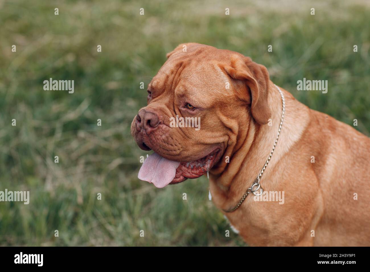 Profilo ritratto Dogue de Bordeaux. Cane mastiff animale domestico. Foto Stock