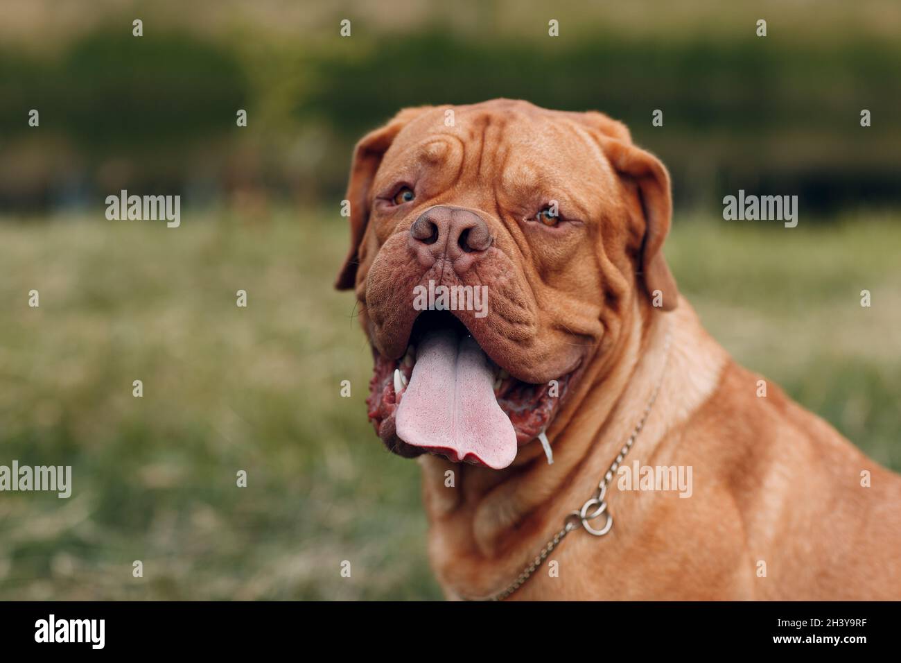 Ritratto Dogue de Bordeaux. Animale domestico francese del Mastiff Foto Stock