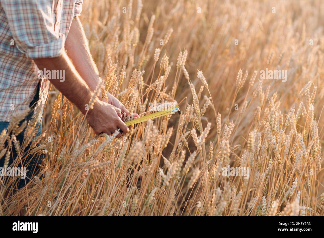 Agricoltore esamina e misura con il righello spighe di grano a campo agricolo. Concetto di raccolto ricco Foto Stock