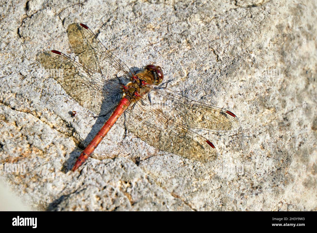 Rosso sangue scuro (Sympetrum sanguineum). Foto Stock