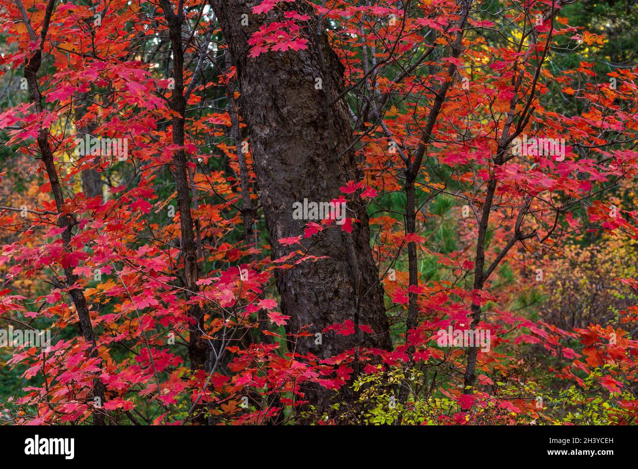 Caduta acero vite foglie rosso brillante su albero in foresta Foto Stock