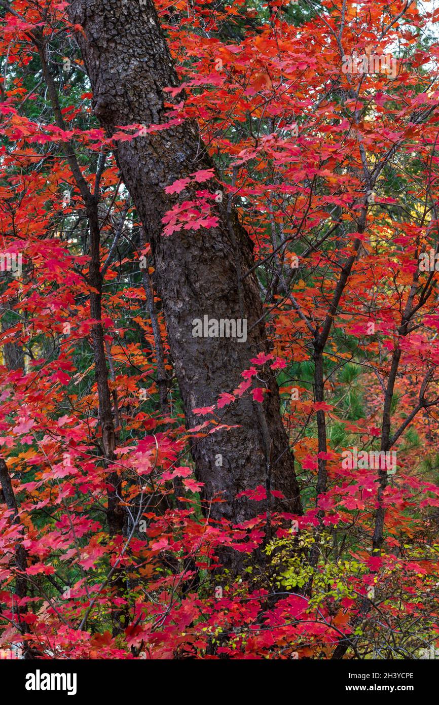 Caduta acero vite foglie rosso brillante su albero in foresta Foto Stock