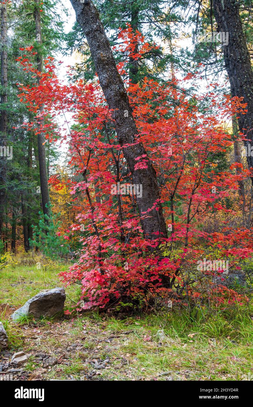 Foglie di acero di vite al colore di caduta di picco sul Mt. Lemmon, Tucson, Arizona Foto Stock