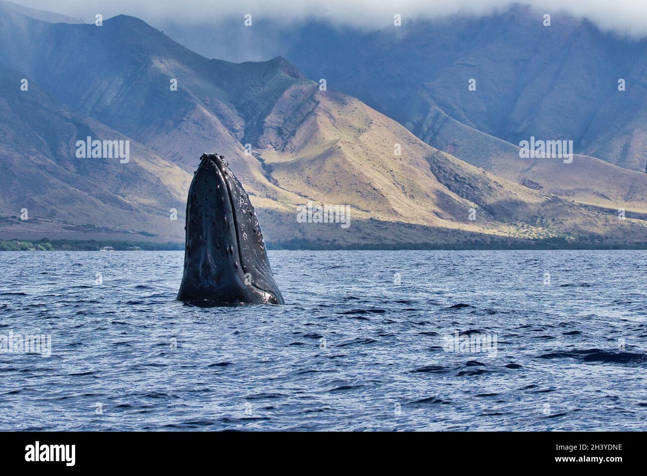 Curiosa balena humpback che gioca a peek-a-boo con una barca di balena invisibile. Foto Stock