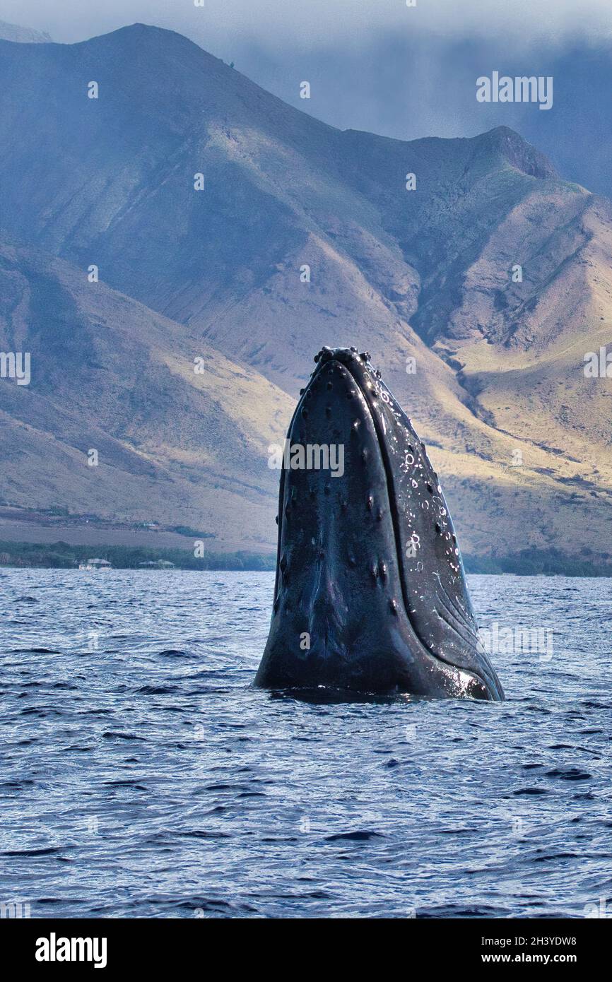 Grande humpback balena spionaggio su una barca di balena invisibile. Foto Stock