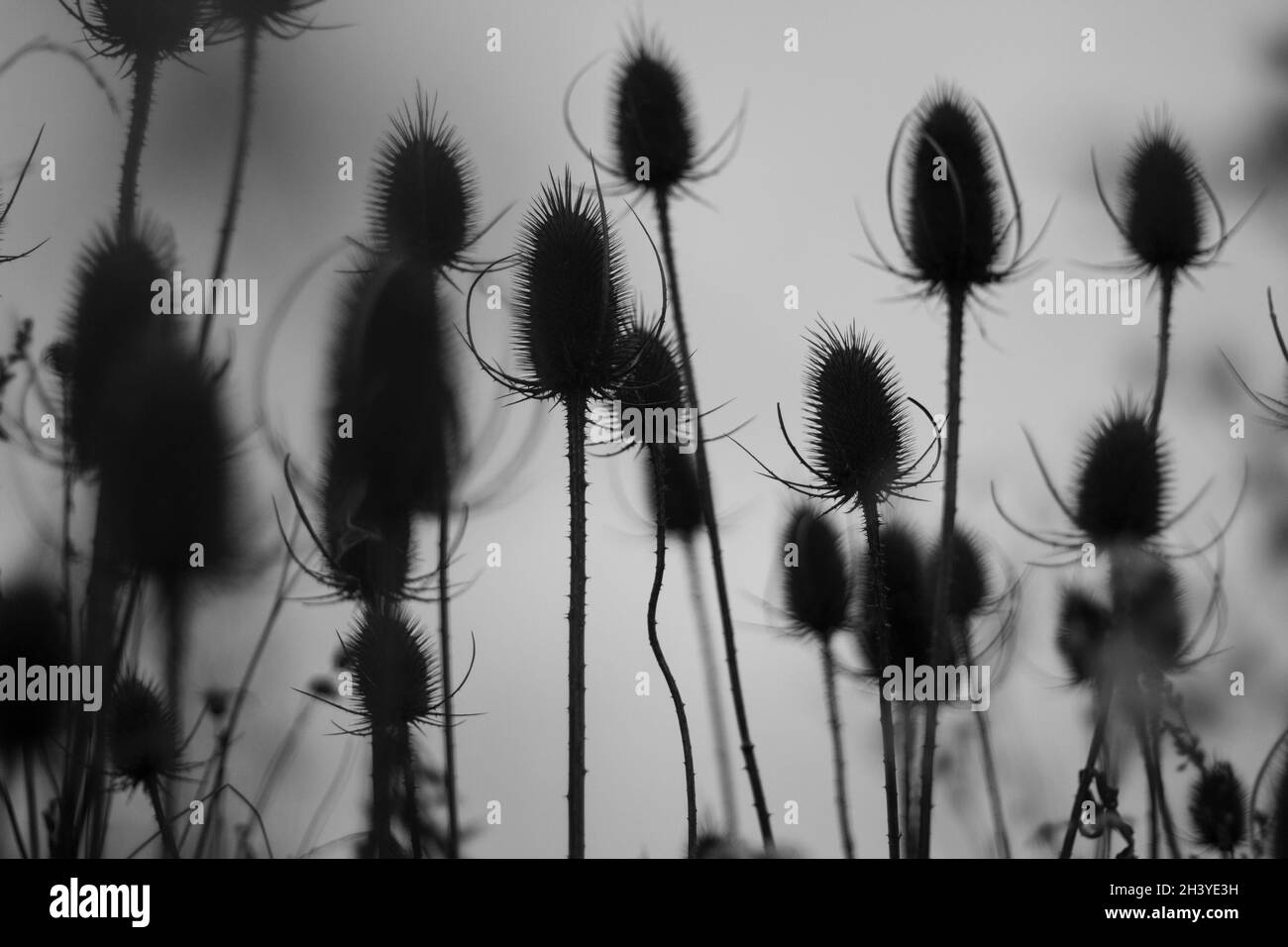 Sfondo di piante secche. Steli di una pianta spinosa. Silhouette di spine contro il cielo. Foto Stock