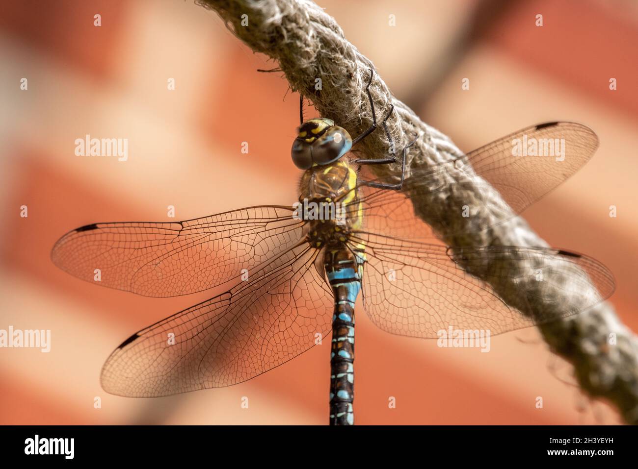 Damigella d'autunno Foto Stock