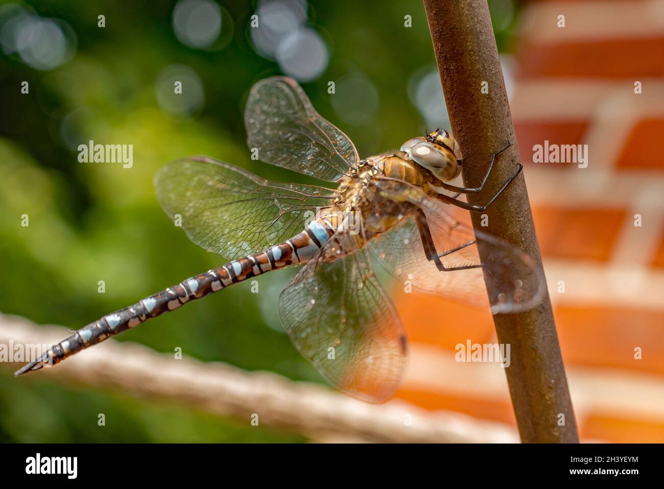 Damigella d'autunno Foto Stock