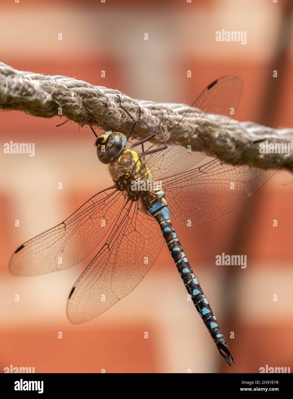 Damigella d'autunno Foto Stock