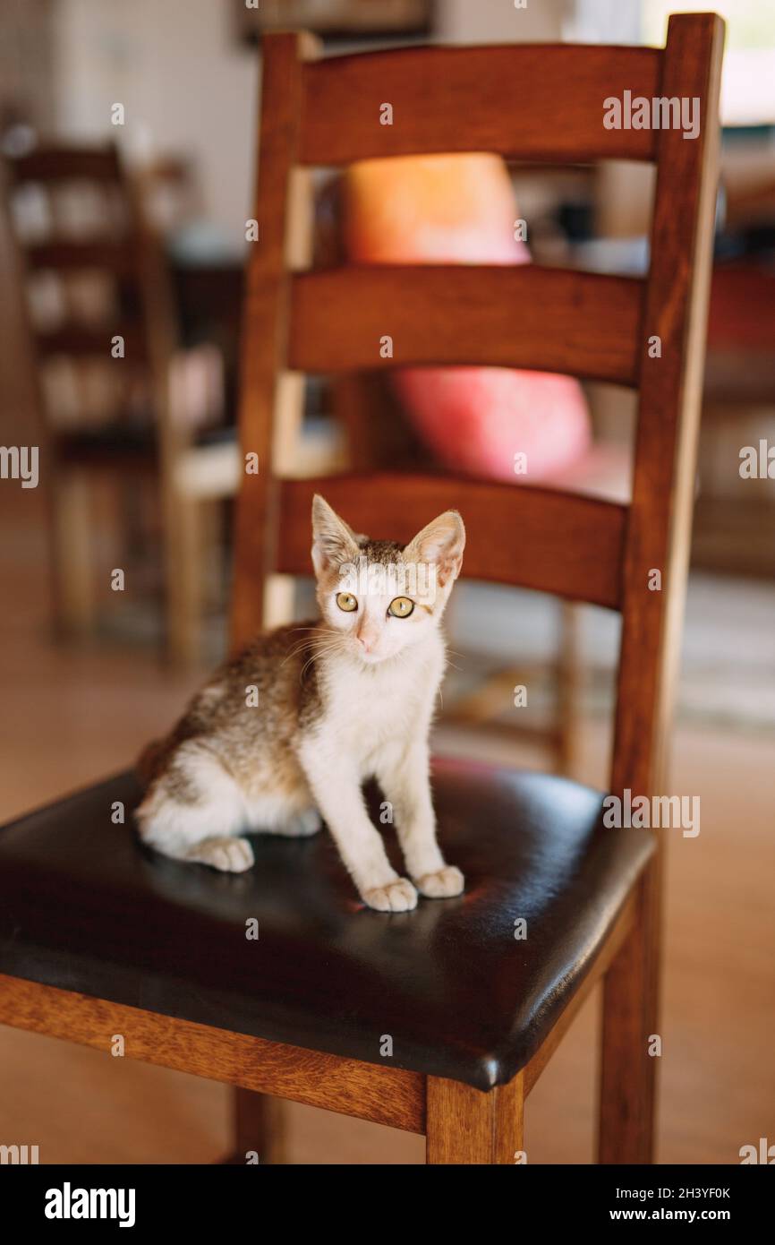 Gatto grigio con petto bianco su una sedia con schienale in legno e seduta in pelle in camera su sfondo sfocato. Foto Stock