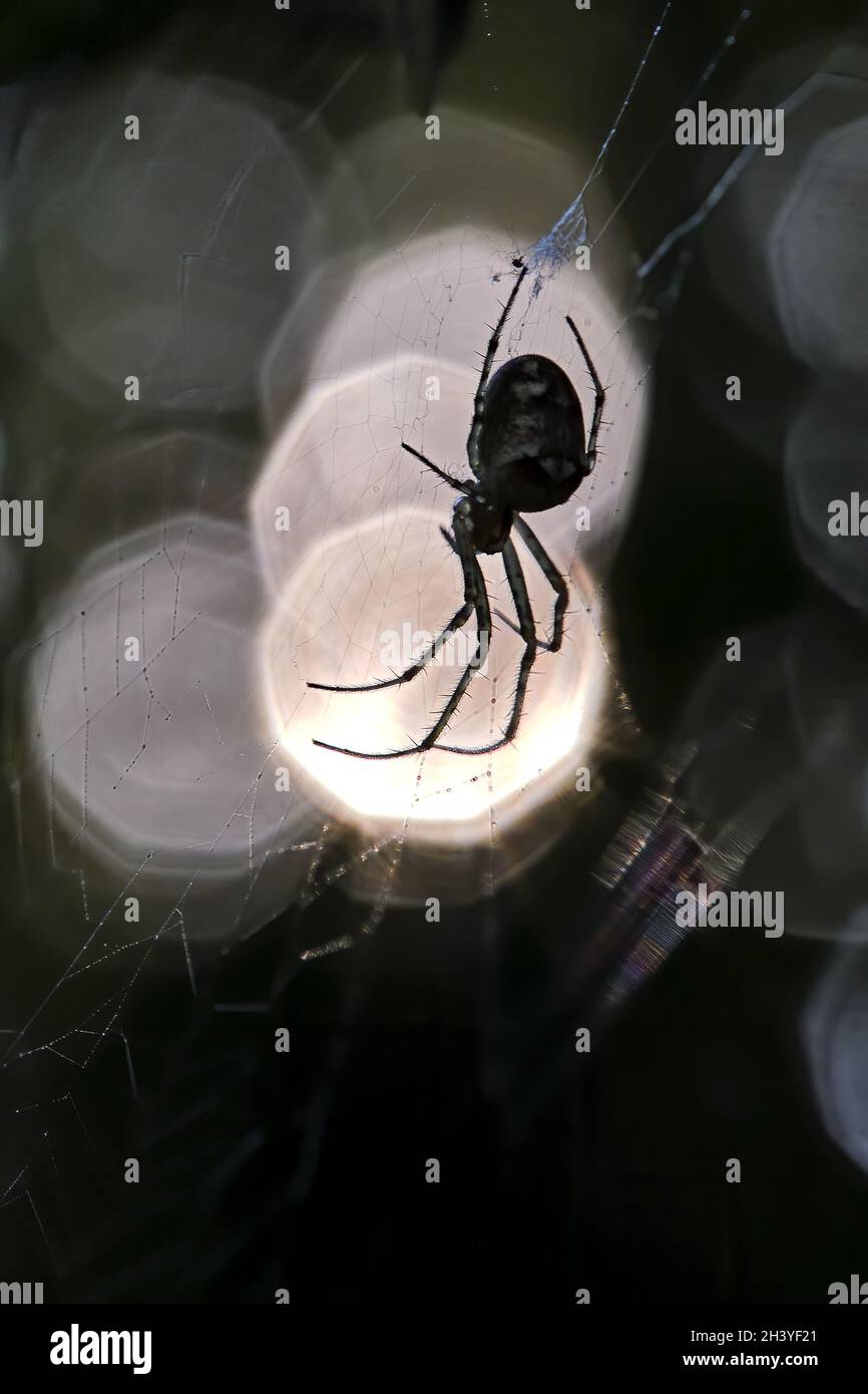 Silhouette di un ragno autunnale (Metellina segmentata). Foto Stock
