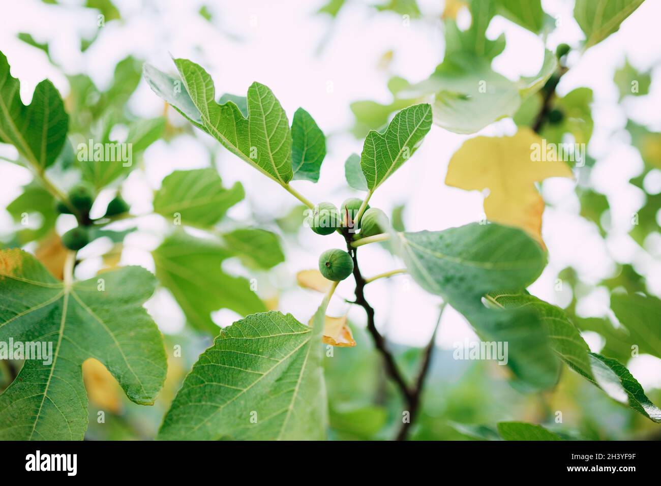 Primo piano di fichi verdi su rami di alberi, tra foglie di autunno gialle e verdi. Foto Stock