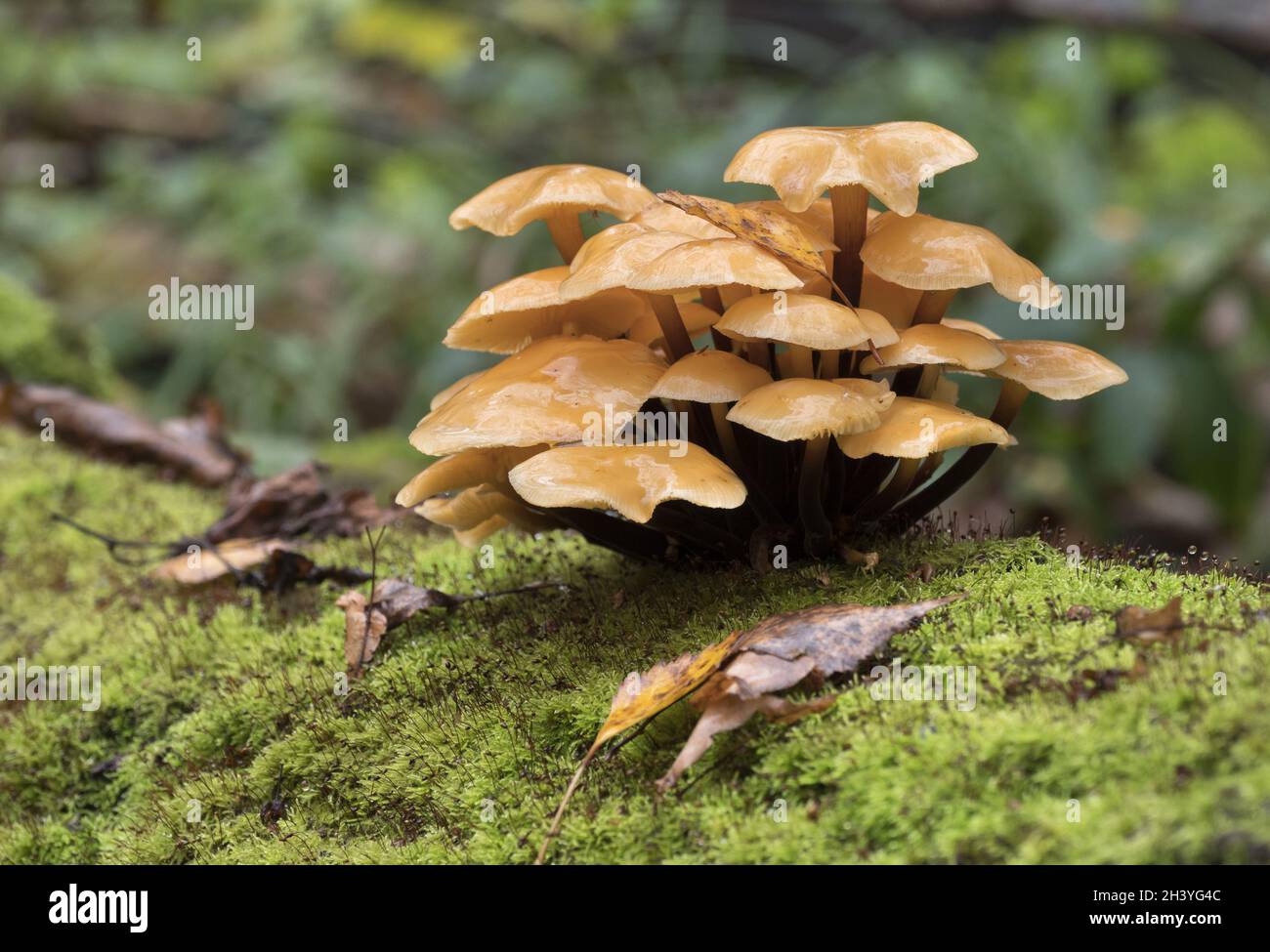 I funghi che crescono su un tronco di albero coperto da moss nella foresta di autunno. Foto Stock