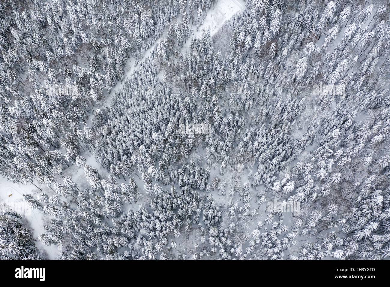 Foresta alberi albero in inverno neve stagione fredda foto aerea sfondo Foto Stock