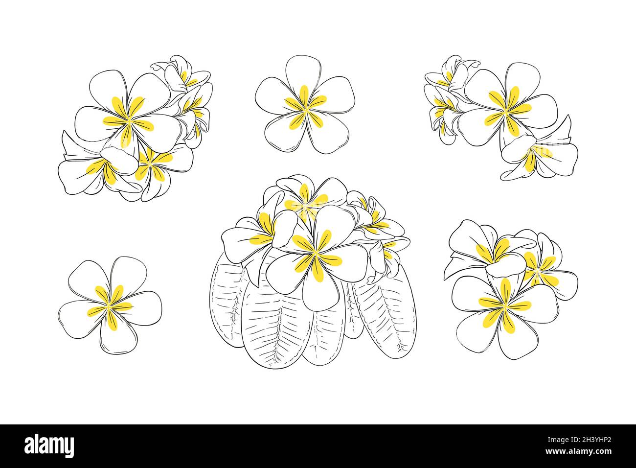 Frangipani o plumeria fiore tropicale per leis. Frangipani disegnati a mano con petali gialli isolati su sfondo bianco. Illustrazione vettoriale del contorno Illustrazione Vettoriale
