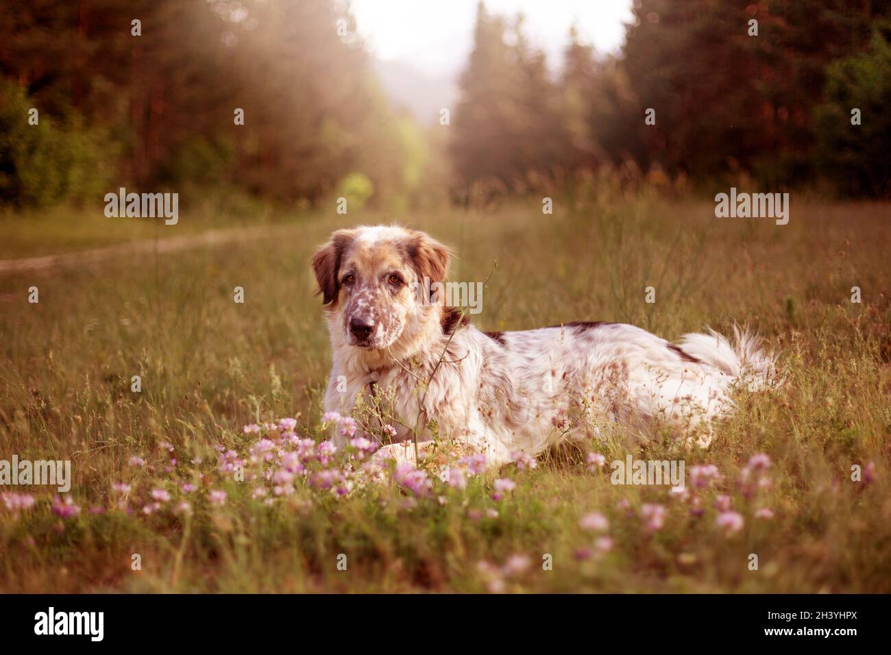Grande cane che giace in fiori rosa Foto Stock