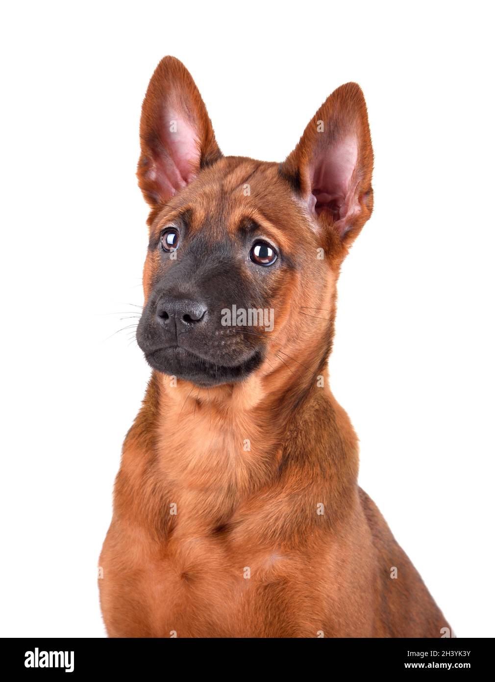 Ritratto di Tailandese cucciolo Ridgeback Foto Stock