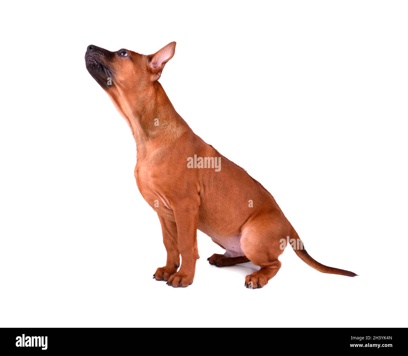 Cucciolo di Ridgeback tailandese seduto Foto Stock