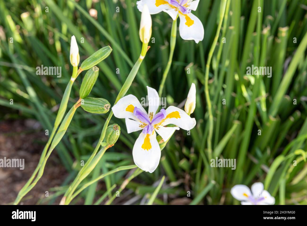 Dietes grandiflora, la grande iride selvaggia, iride africana o iride fata che fiorisce a Sydney, considerata un'erbaccia ambientale in alcune zone dell'Australia Foto Stock