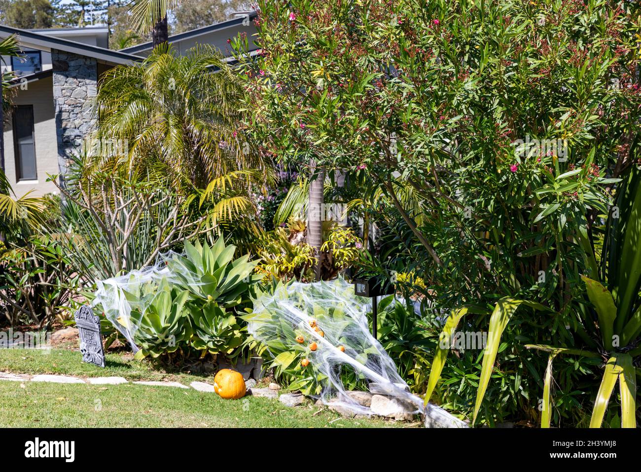 Halloween in Australia ragni web e zucche decorare un giardino a nord di Sydney per Halloween, Australia Foto Stock