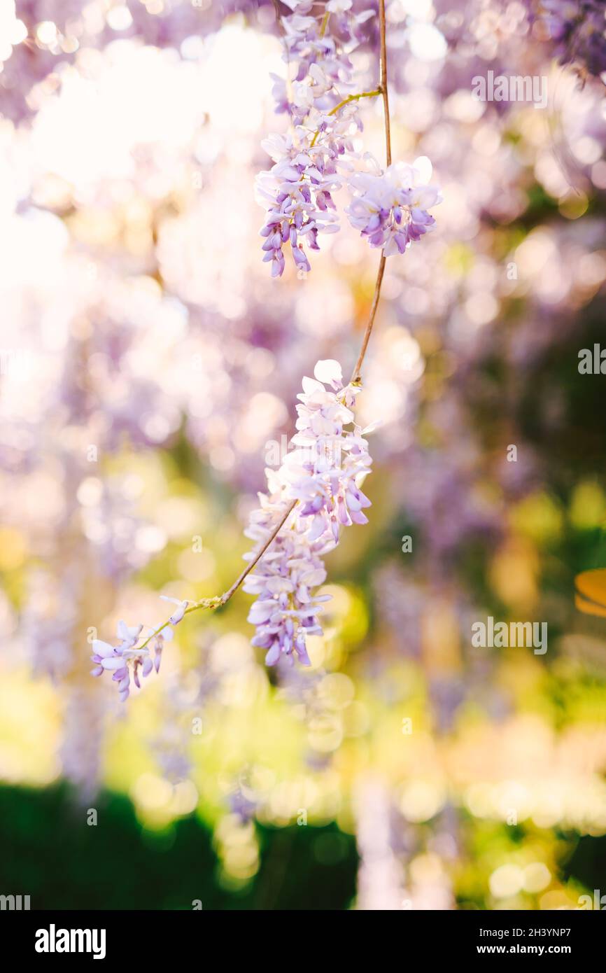 Ramo glicine con fiori lilla primo piano su sfondo sfocato. Foto Stock