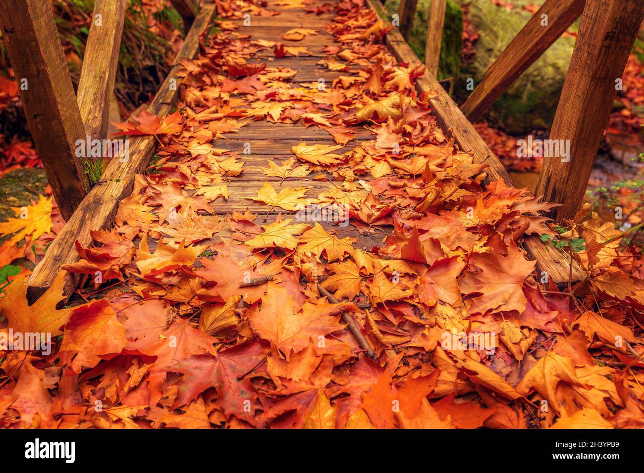 Ponte di legno con foglie, foresta d'autunno Foto Stock