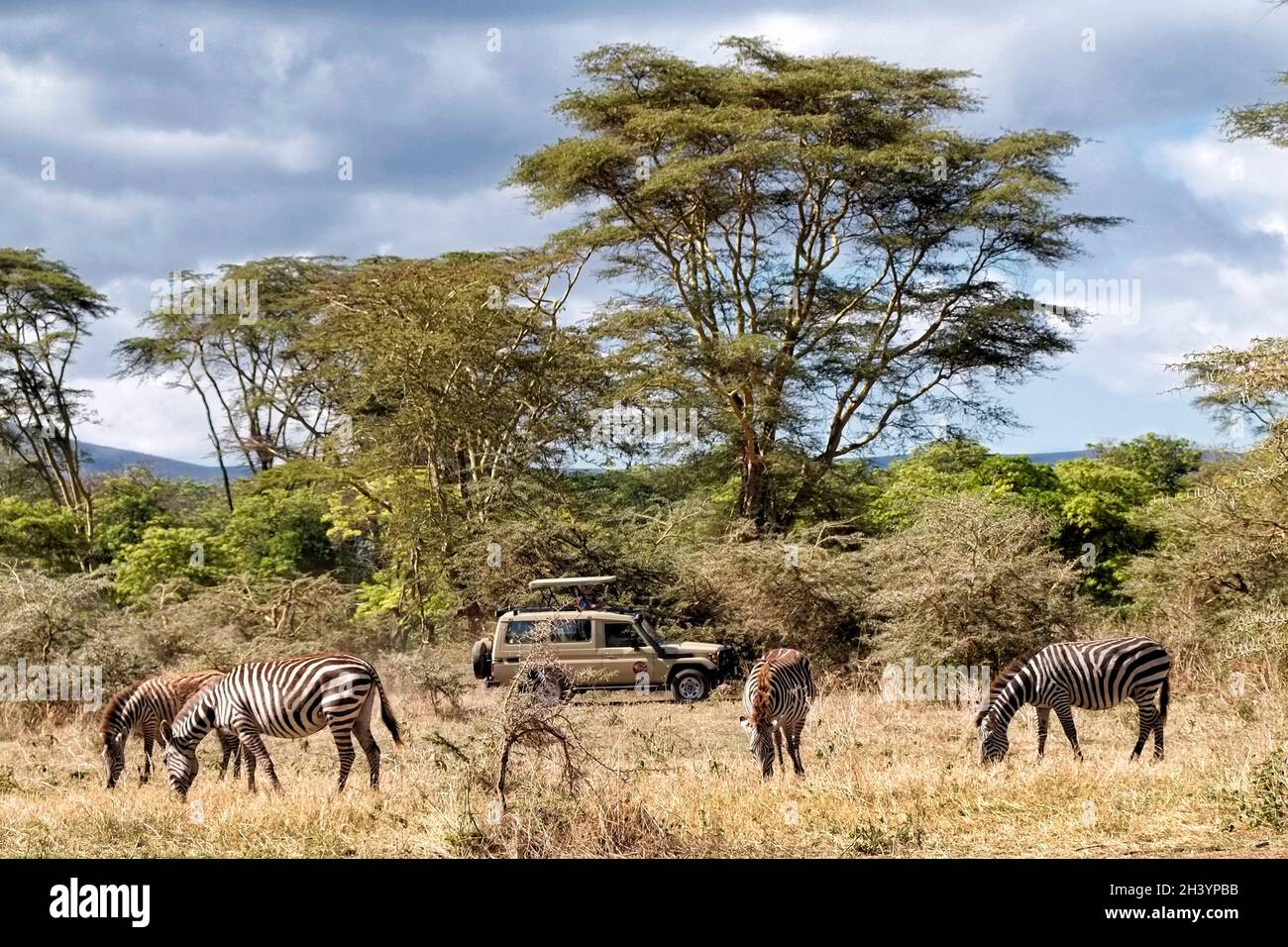 I turisti in un fuoristrada 4x4 Toyota Landcruiser safari veicolo con un pop-top guardare gregge di Zebre nelle pianure della Ngorongoro Conservation Area nella zona Crater Highlands della Tanzania Eastern Africa Foto Stock