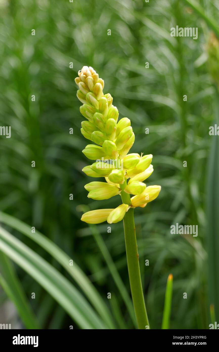 Kniphofia Foto Stock