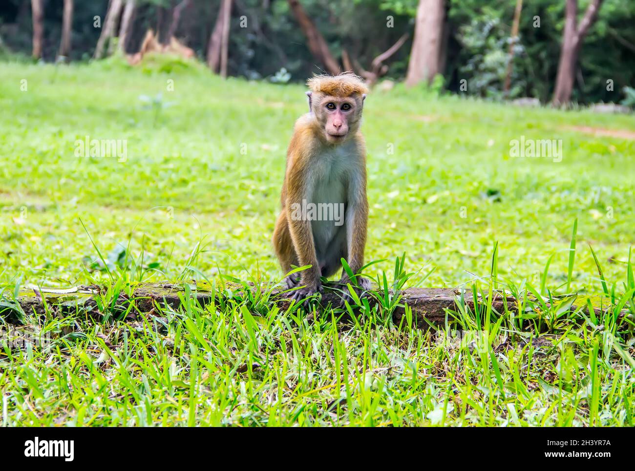 Toque macaque (Macaca sinica) Foto Stock