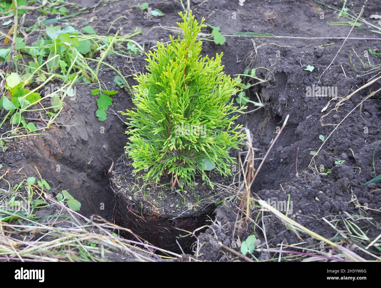 Piantando thuja da pentola con radici nel giardino. Foto Stock