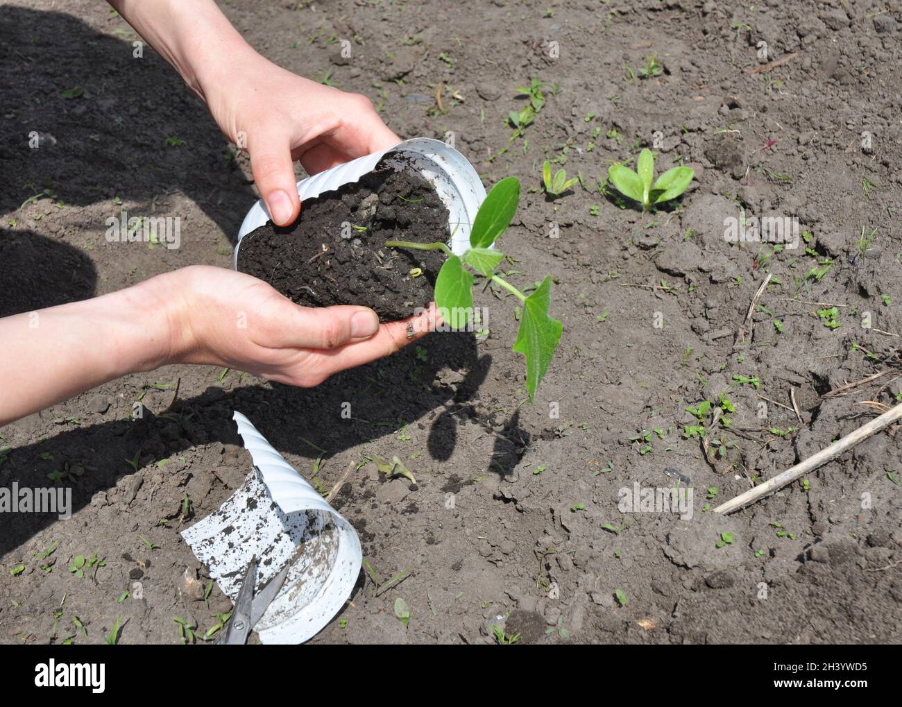 Cetrioli: Piantando, coltivando e raccogliendo piante di cetriolo. Donna che pianta cetriolo in primavera. Foto Stock