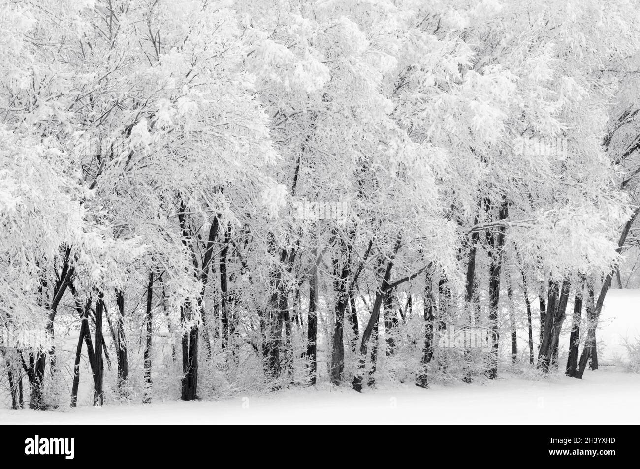 Alberi dopo una tempesta di neve. Foto Stock