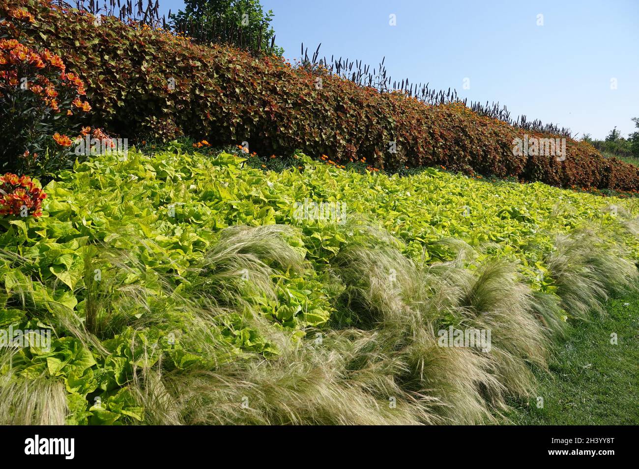 Ipomoea batatatas Sweet Heart Dijon, patate dolci Foto Stock