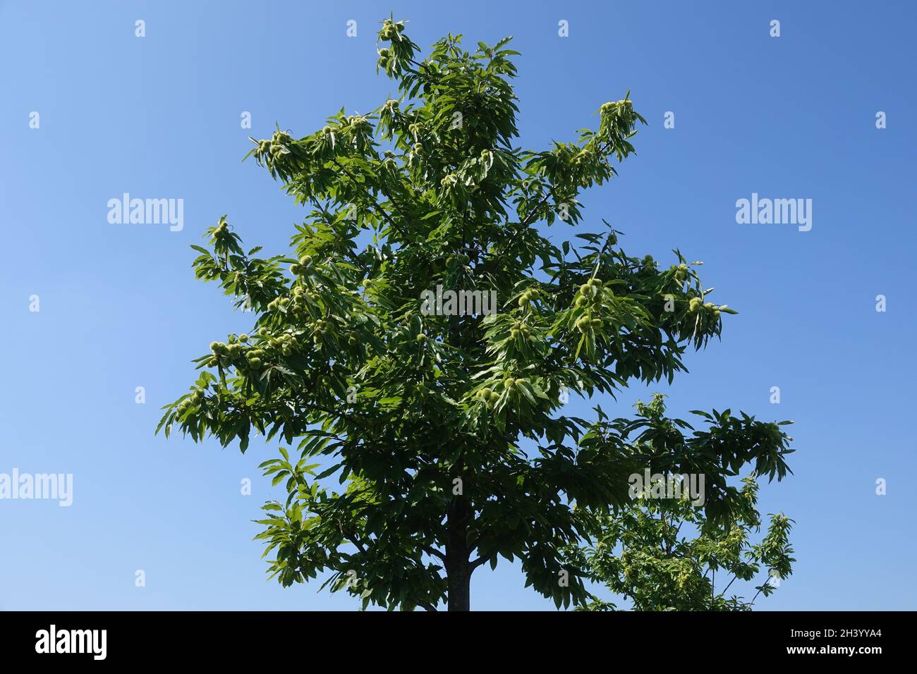 Castanea sativa, castagno dolce Foto Stock