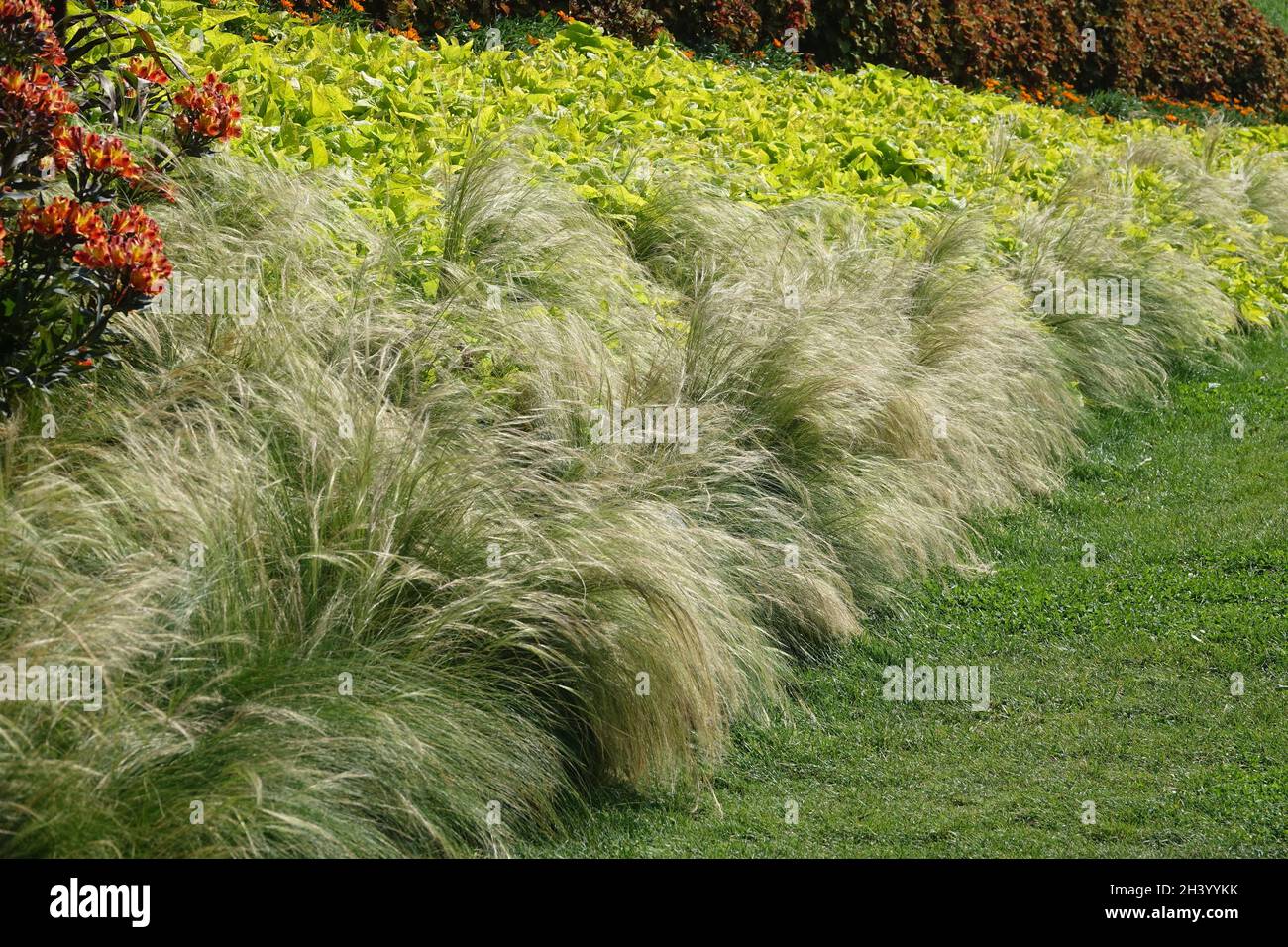 Stipa tenuissima ponytail, SYN. Nasella tenuissima, erba di piume messicana Foto Stock
