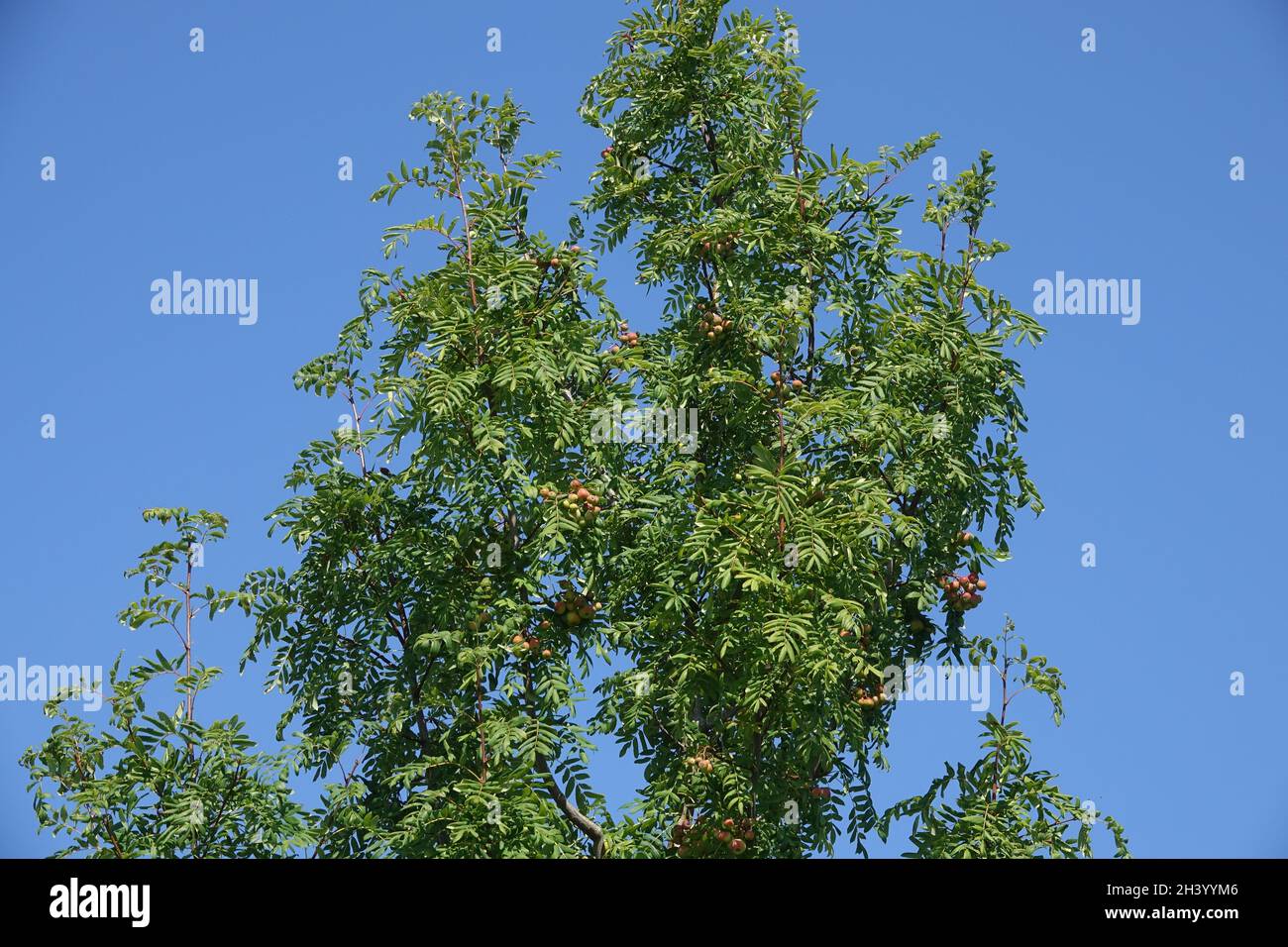Sorbus domestica, albero di servizio Foto Stock