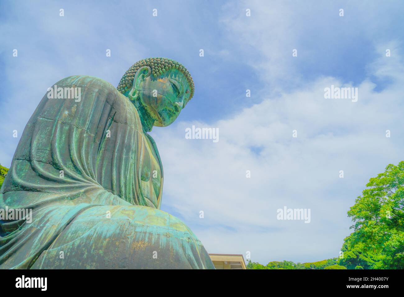 All'inizio dell'estate del Grande Buddha di Kamakura, che è stato avvolto in verde fresco Foto Stock