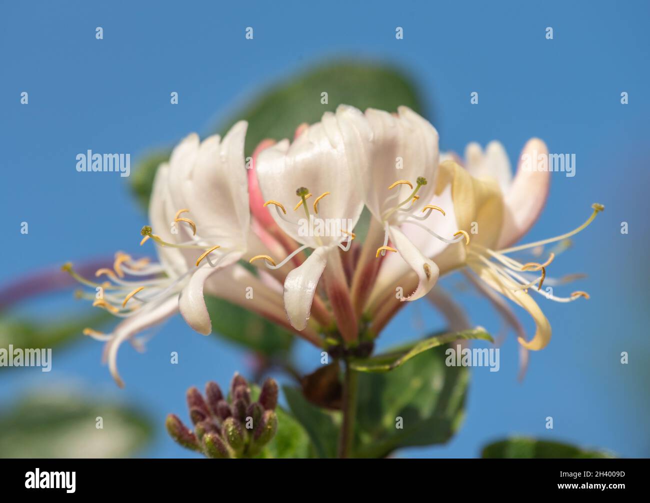 Foresta fiore honeysucckle Foto Stock Foresta fiore honeysucckle Foto Stock