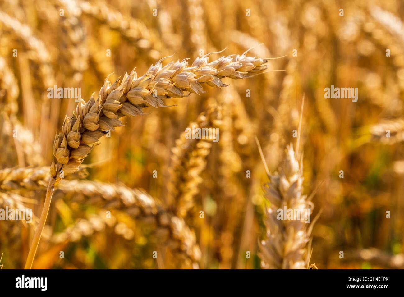 Campo di grano in primo piano di pietre dorate che crescono al sole Foto Stock