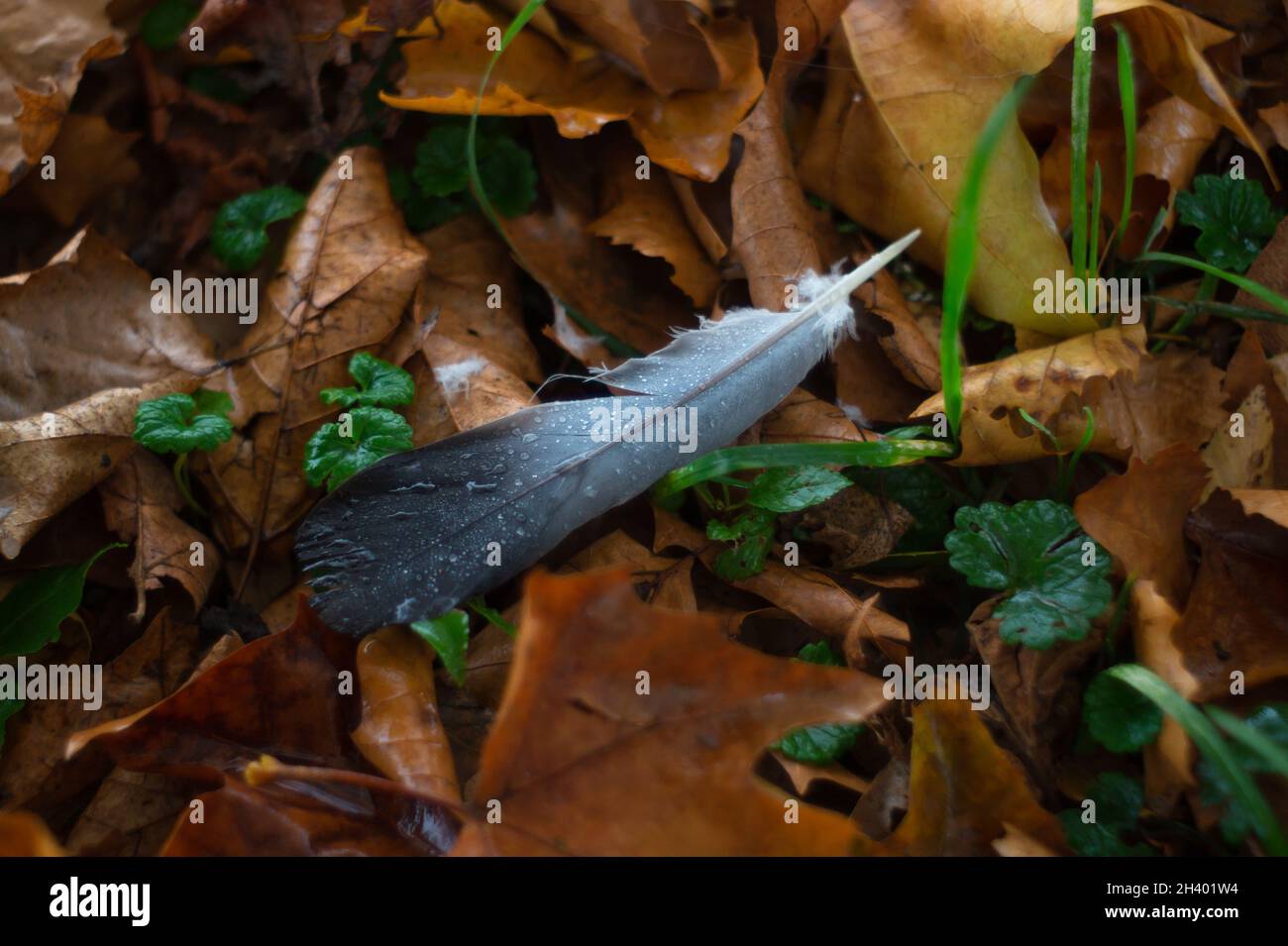 Piume di corvo con gocce d'acqua su di esso su foglie d'acero in autunno Foto Stock