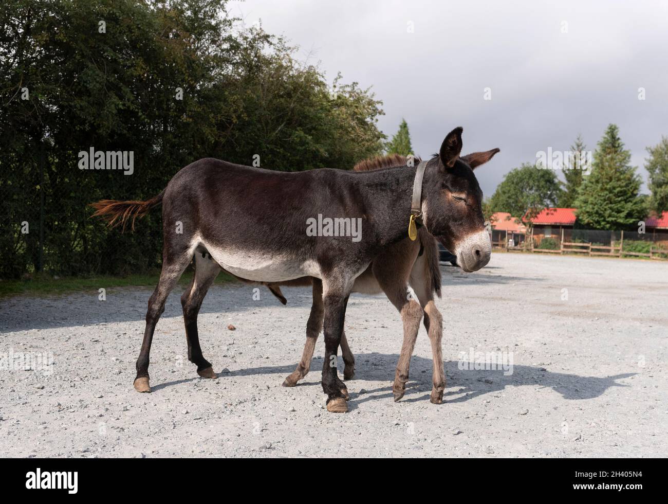 Asino spagnolo in libertà in un parco di cura della specie Foto Stock