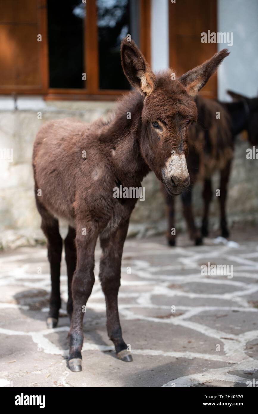 Asino spagnolo in libertà in un parco di cura della specie Foto Stock