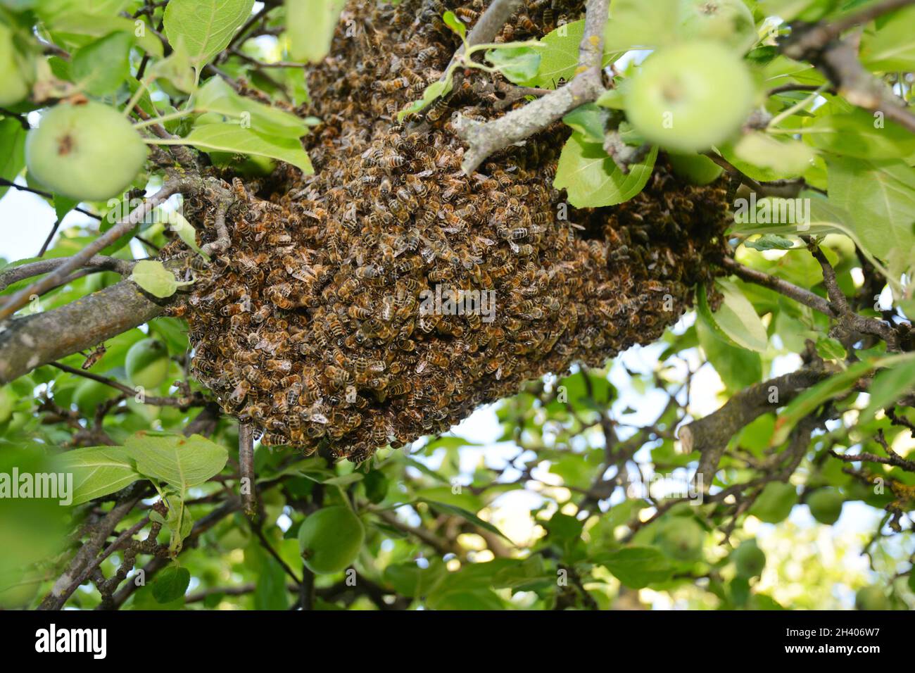 Le api del miele selvatiche si sciame sull'albero. Foto Stock