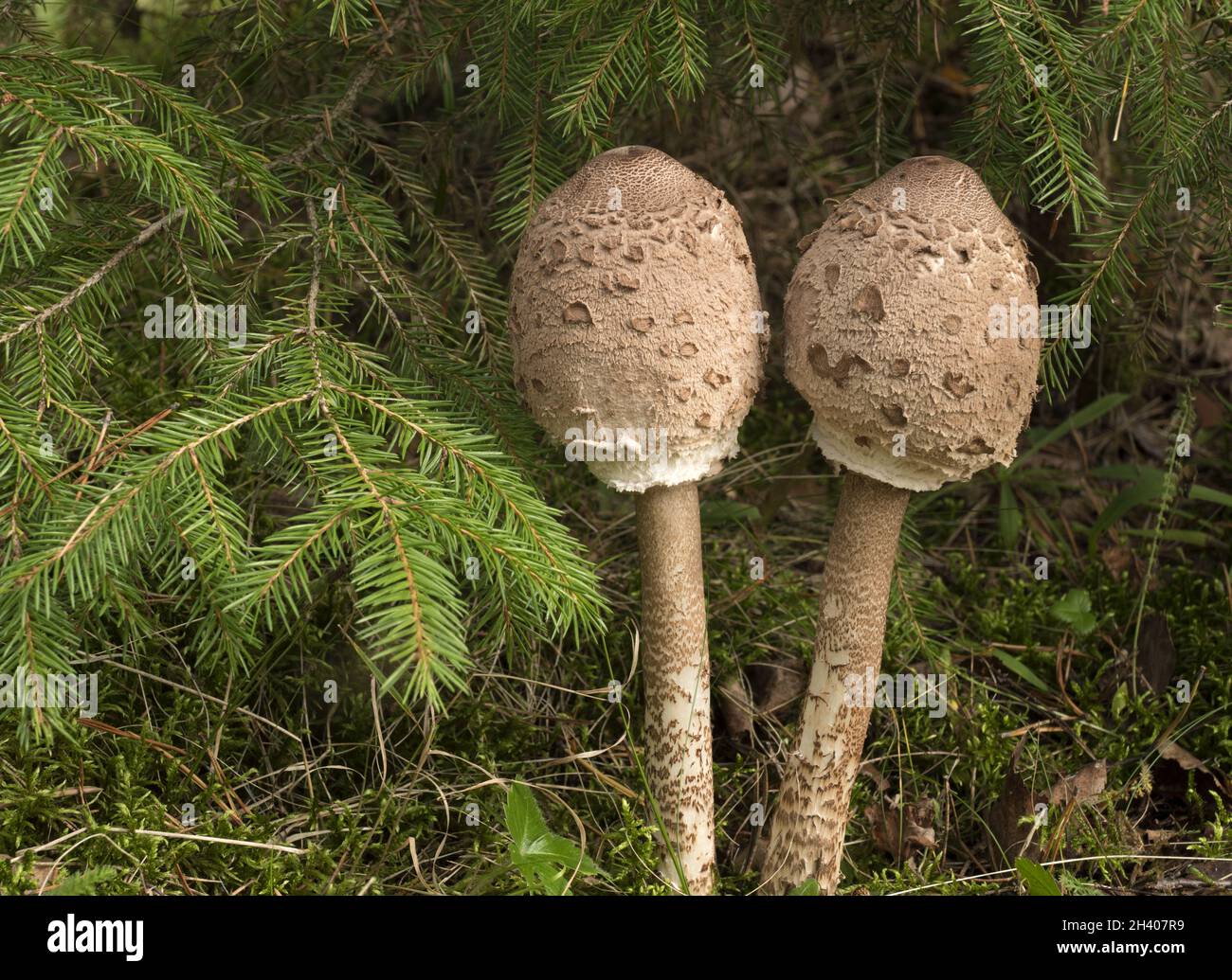 Funghi commestibili (Macrolepiota rhacodes) isolati su sfondo bianco Foto Stock