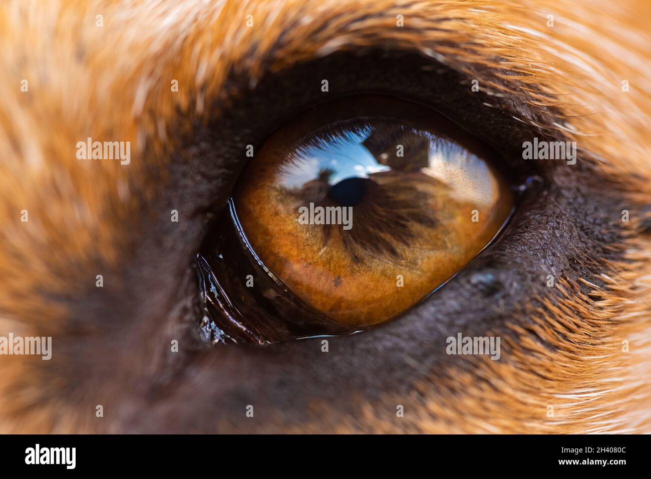 Un primo piano di un occhio di cane beagle. Foto Stock