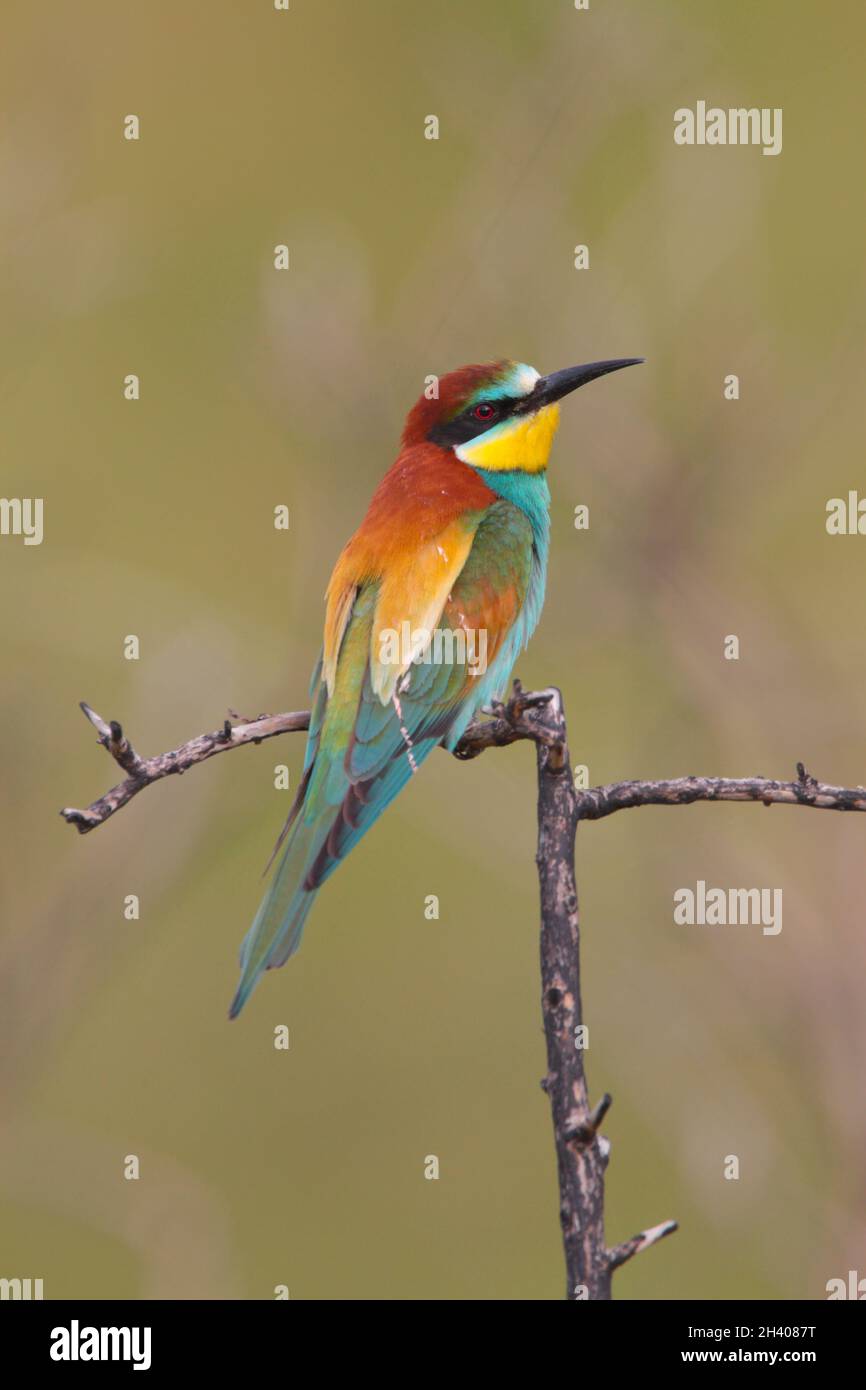 Un adulto europeo Bee-eater (Apiaster Merops) in primavera sull'isola greca di Lesbo Foto Stock