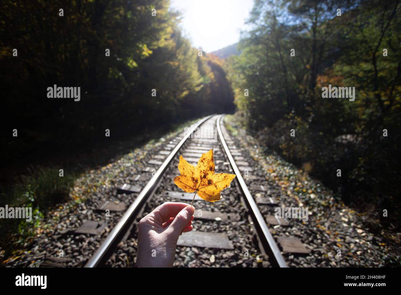 Moody foto di mano che tiene foglia di acero giallo sullo sfondo della ferrovia autunnale Foto Stock