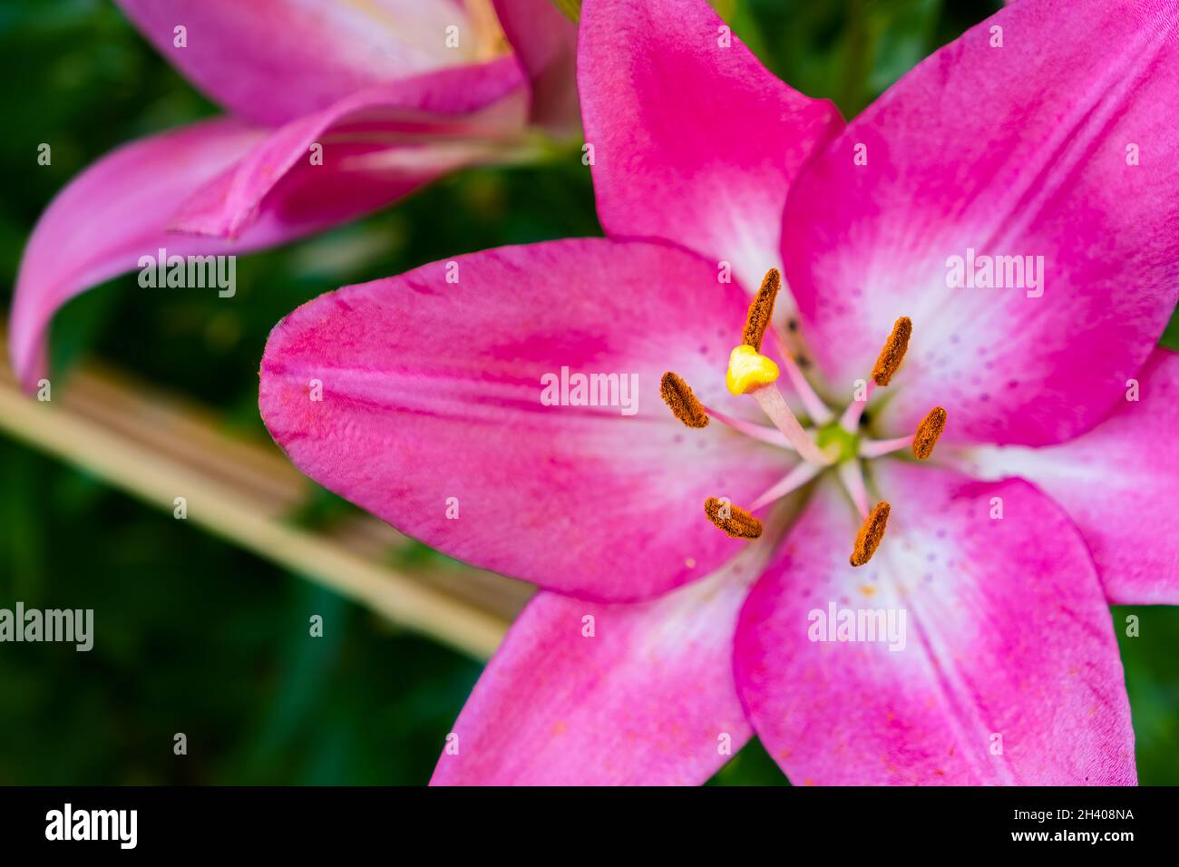 Lily fiore in giardino. Profondità di campo poco profonda. Foto Stock